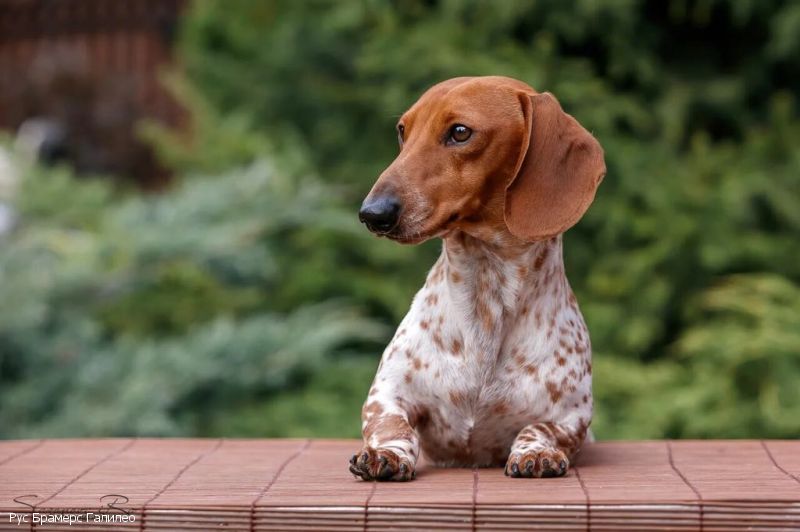 Такса Рус Брамерс